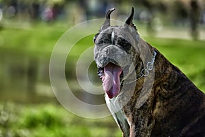 German boxer with cropped ears