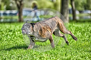 German boxer with cropped ears playing