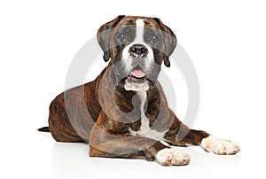 German boxer dog lying on white background