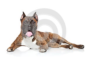 German Boxer dog