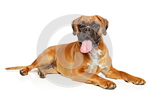 German boxer dog lying on a white background