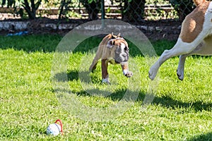 German Boxer dog and a mix dog playing together on the green grass in the garden