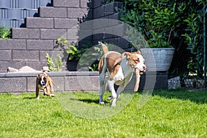 German Boxer dog and a mix dog playing together on the green grass in the garden