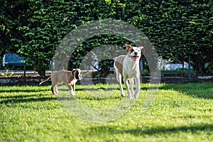 German Boxer dog and a mix dog playing together on the green grass in the garden