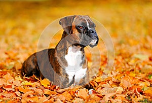 German boxer dog