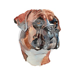 German boxer dog portrait