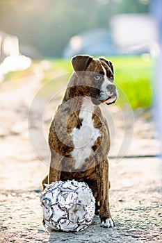 German boxer dog portrait with football.