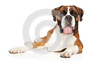 German Boxer dog on white background