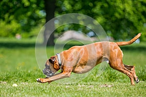 German Boxer Dog running and jumping chasing a ball in a field with tree.