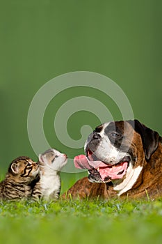 German boxer dog with two little kittens