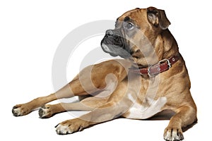 German boxer (dog) on white background