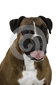 German boxer head with tounge