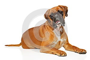 German boxer, lying on a white background