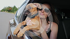 German boxer puppy rides in the car and looks out the window, dog travel
