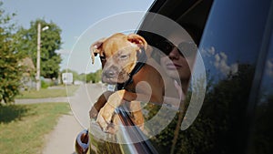 German boxer puppy rides in the car and looks out the window, dog travel