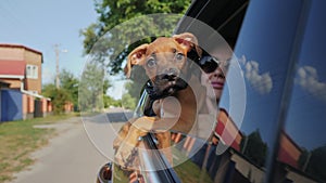 German boxer puppy rides in the car and looks out the window, dog travel