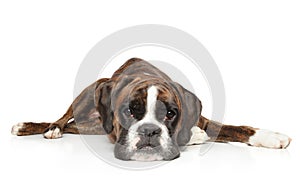 German Boxer resting in front of white background