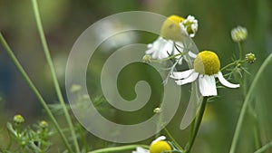 German Chamomile Flowers