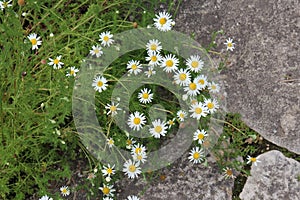 German Chamomile flowers growing along a flagstone path