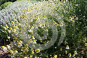 German chamomile flowers have yellow centers, white petals and grow in mounds