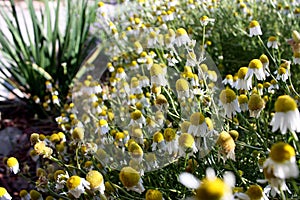 German chamomile flowers have yellow centers, white petals seen here in closeup