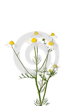 German chamomile (Matricaria chamomilla) photo