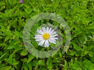 German chamomile or Mayweed in the garden.