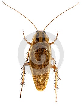 German cockroach