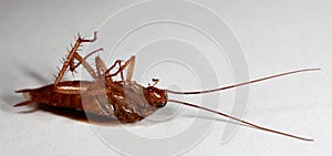 German cockroach, Blatella germanica