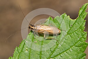 German cockroach (Blattella germanica) insect on leaf with copy space.