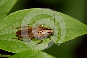 German cockroach on a Hackberry leaf