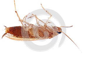 German cockroach isolated
