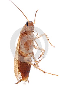 German cockroach isolated