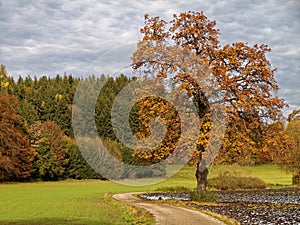 European ash tree in autumnal landscape with trail photo