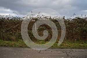 Along a German Countryside Road, Germany