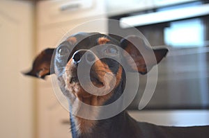 German dog breed - miniature dwarf pinscher dog