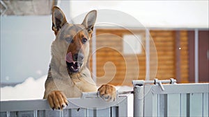 German dog with a funny facial expression. Funny muzzle in the German Shepherd. German shepherd stands on its hind legs and looks