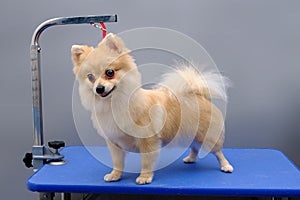 German dog Spitz on a grooming table fixed by a ring from falling