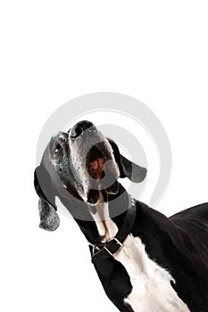 German dogge. portrait of a hue dog on white background