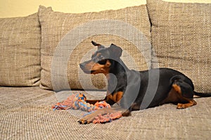 German miniature pinscher pet dog on a sofa with its toy