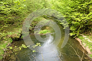 German forest river