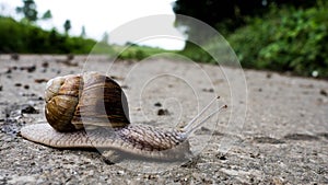 German grapevine snail