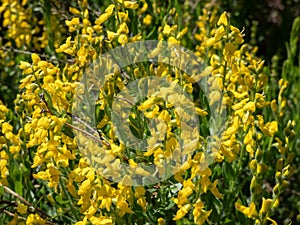 The German greenweed (Genista germanica) growing in park and blooming with yellow flowers