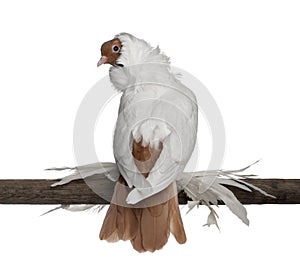 German helmet with feathered feet pigeon photo