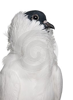 German helmet with feathered feet pigeon in front of white background