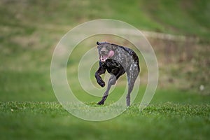 German hound dog in action