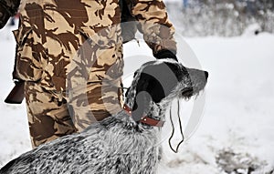 German hunting dog