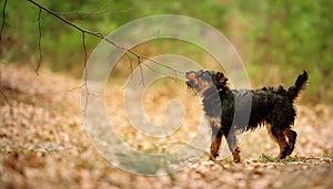 German hunting terrier