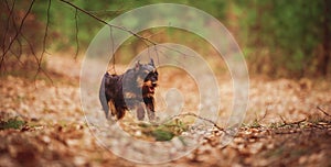 German hunting terrier