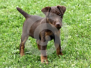 German Hunting Terrier puppy